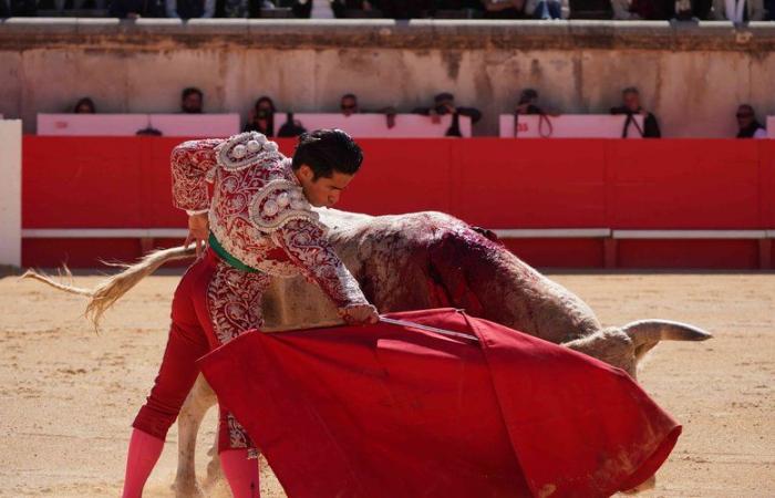 Corrida vietata ai minori di sedici anni: il Senato respinge il disegno di legge