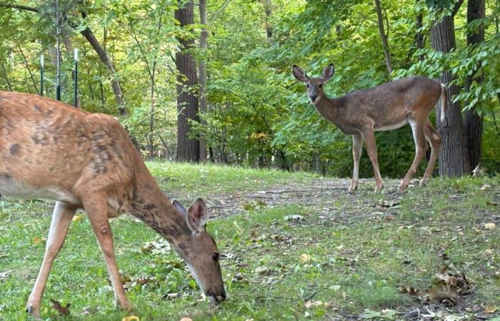 Il Corriere del Sud | Longueuil investe nel progetto PARCS en Santé