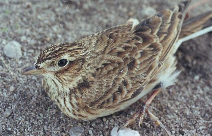 la giustizia autorizza la continuazione delle catture di allodole per scopi scientifici