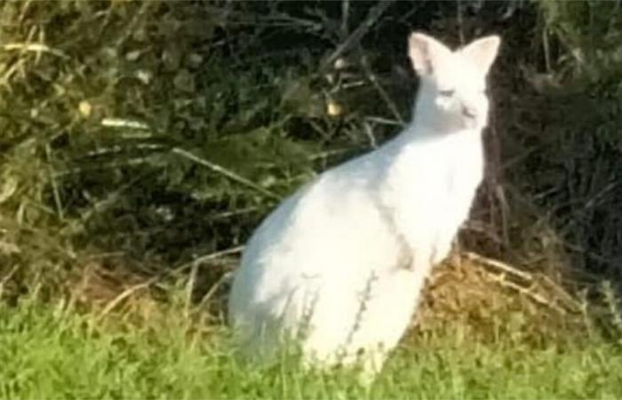 Un wallaby bianco vaga liberamente in una città della Vandea