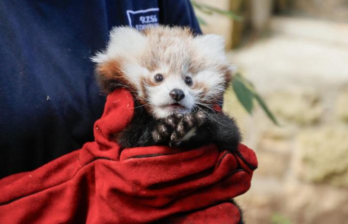 Dopo la morte di questo cucciolo di panda rosso, lo zoo di Edimburgo dà la colpa ai fuochi d’artificio