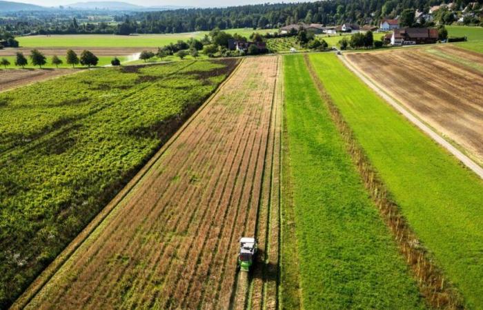 Gli agricoltori svizzeri sedotti dagli incentivi per evitare i prodotti fitosanitari – rts.ch