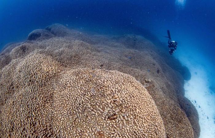 Oceano Pacifico | Il corallo più grande del mondo scoperto nelle Isole Salomone