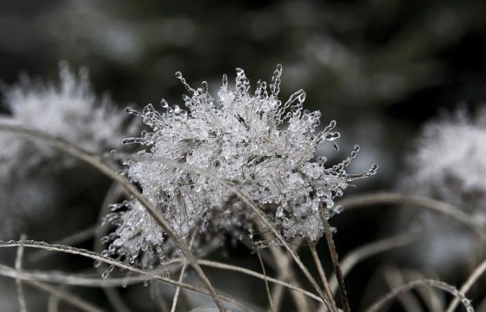 Meteo: “gelate frequenti” nell'Aveyron, – 2,5°C registrati… dove è stato il momento più freddo questo giovedì mattina?