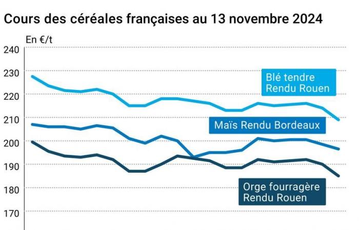 COTidienne | Cereali – Un altro marcato calo dei prezzi del grano negli Stati Uniti