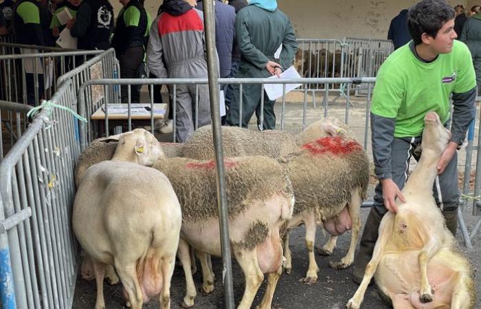 Scopri i dieci studenti che rappresenteranno la Lozère durante il ventesimo Ovinpiades regionale