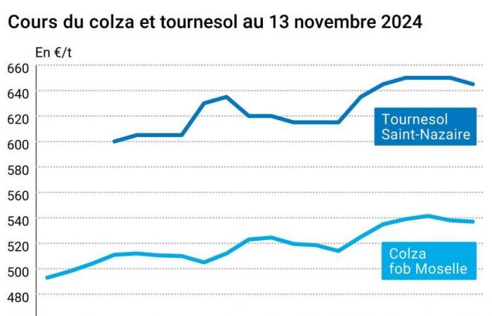 COTidienne | Semi oleosi – Il calo dei prezzi dell'olio di palma sta facendo crollare anche quelli degli altri semi oleosi