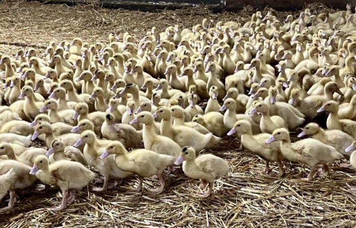 Un focolaio di influenza aviaria rilevato a Saint-Etienne-d'Orthe, il secondo nelle Landes