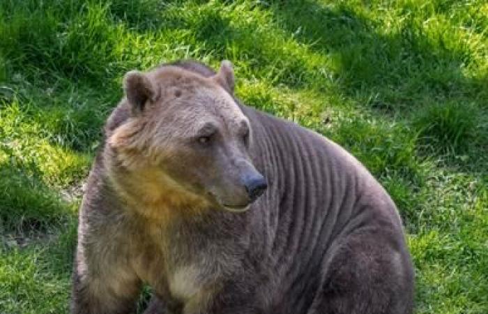 L’ibridazione, un fenomeno molto più comune di quanto sembri