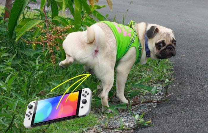 Nintendo chiede agli utenti Switch di non lasciare che i propri animali domestici urinino sulla propria console