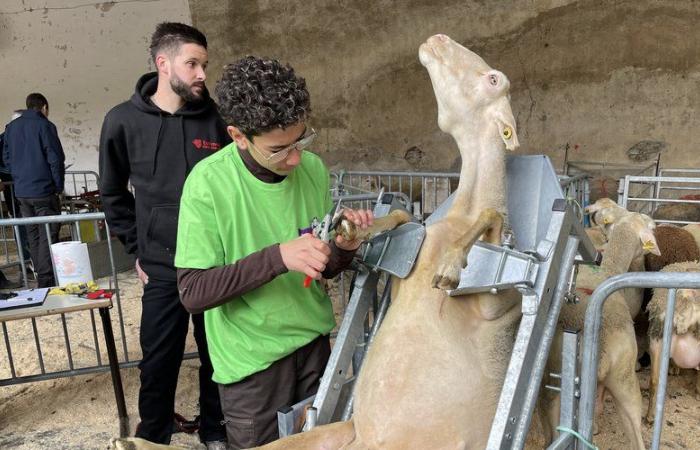 Scopri i dieci studenti che rappresenteranno la Lozère durante il ventesimo Ovinpiades regionale