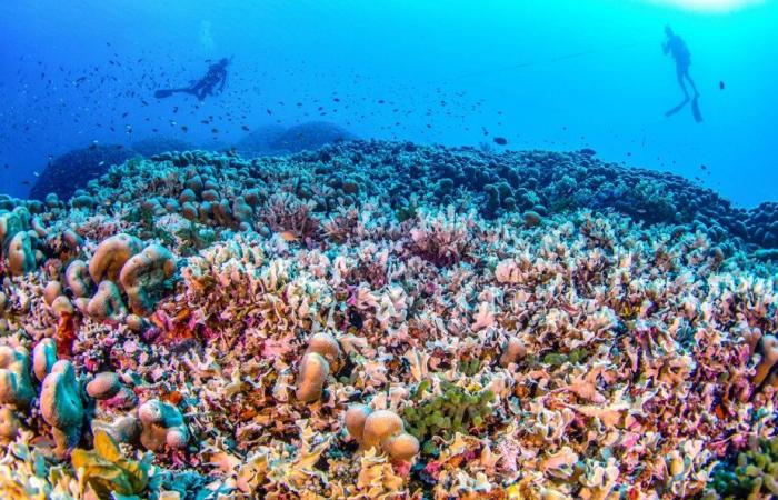 Oceano Pacifico | Il corallo più grande del mondo scoperto nelle Isole Salomone