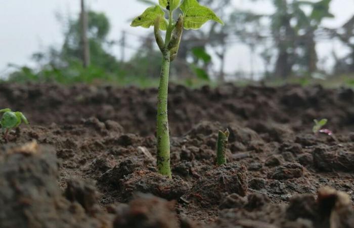 Qual è il ruolo dei parassiti negli ecosistemi?