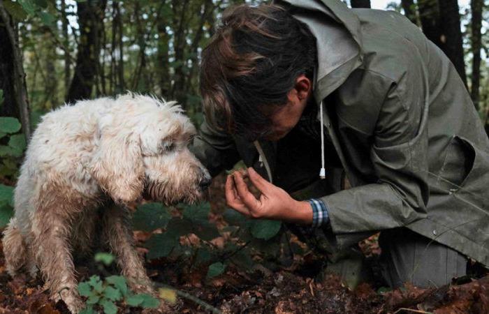 Il tartufo bianco, “oro bianco” d'Italia minacciato dal clima