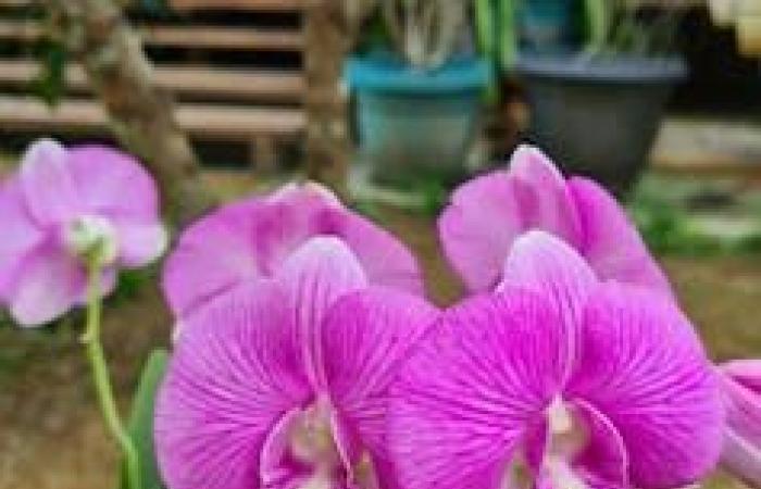 L’orchidea e il tarassaco: un approccio personalizzato per la salute cognitiva dell’anziano