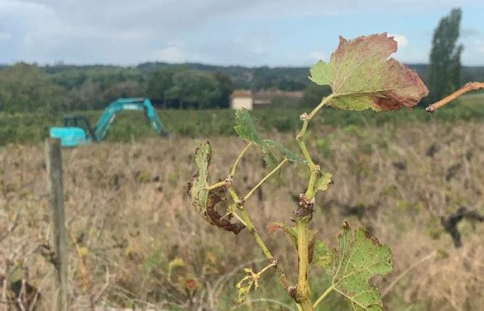 27.451 ettari di vigneto da sradicare definitivamente, 40 milioni di euro da riassegnare e da negoziare uno sradicamento temporaneo