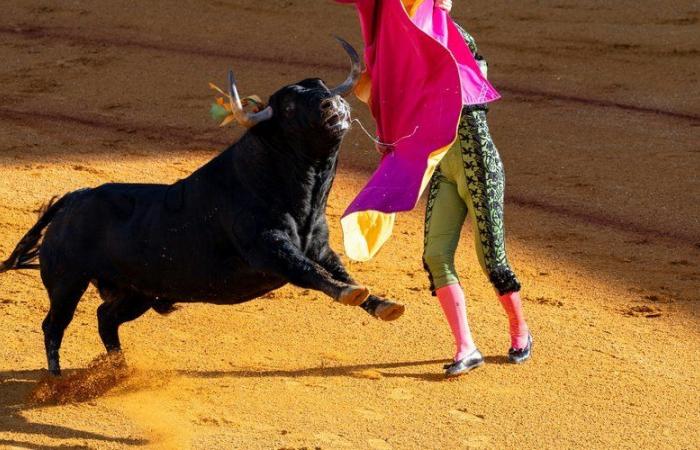 Corrida e tutela dei minori: il Senato si oppone al divieto per i minorenni