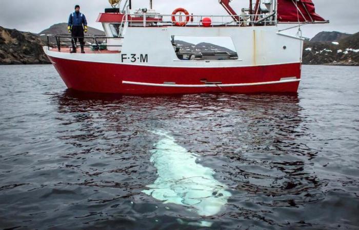 Il mistero della spia beluga russa finalmente risolto?