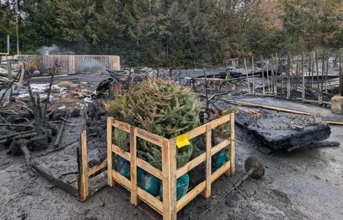 Fatti vari. Un incendio devasta un magazzino di alberi di Natale a Morvan