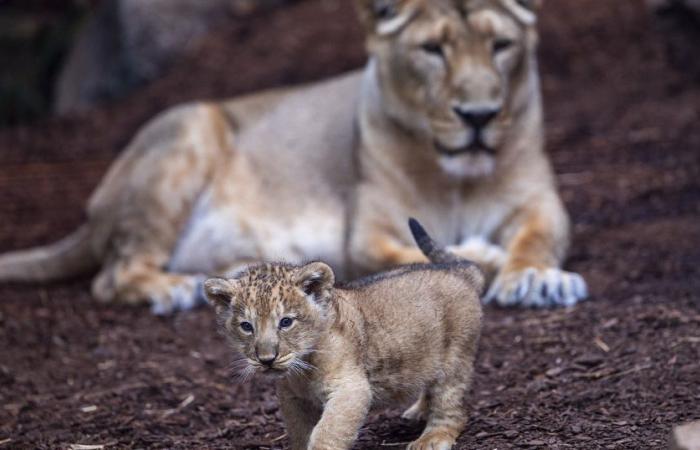 A Rabat nasce un cucciolo di leone dell’Atlante, segno di speranza per la specie