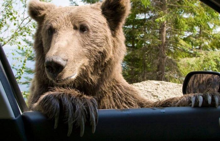 Si travestono da orsi per distruggere auto di lusso