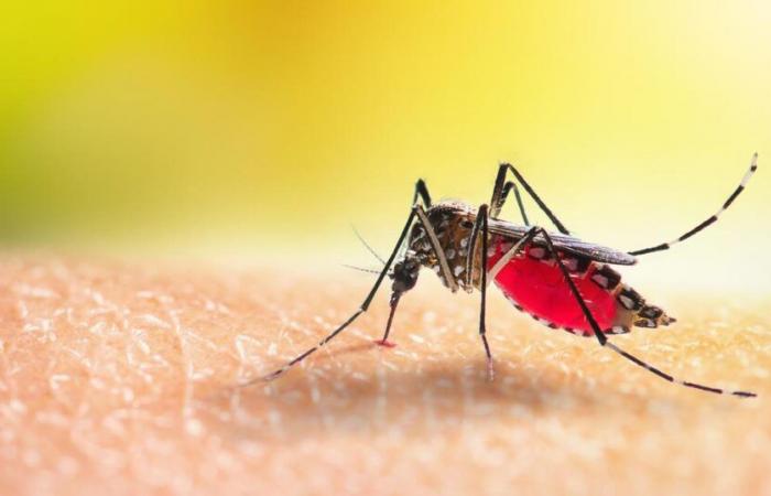 Dichiarata epidemia di dengue in Guadalupa