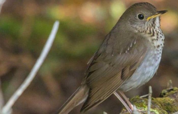 Una foresta “dagli alberi contorti” ora protetta a La Malbaie