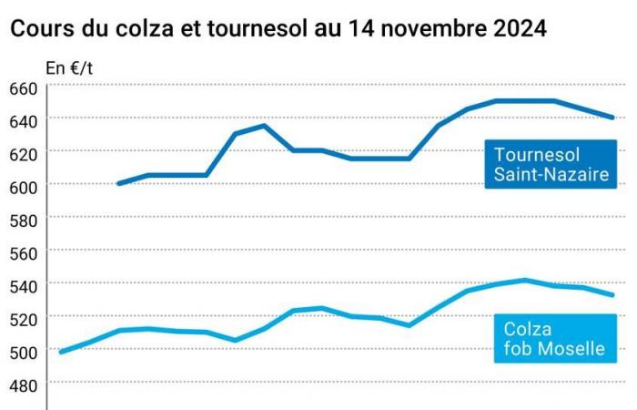 COTidienne | Semi oleosi – Ulteriore calo dei prezzi della colza a seguito dei mercati dei semi oleosi