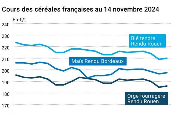 COTidienne | Cereali – Nuovo deciso calo dei prezzi del grano quotati al CBOT, buona resistenza su Euronext