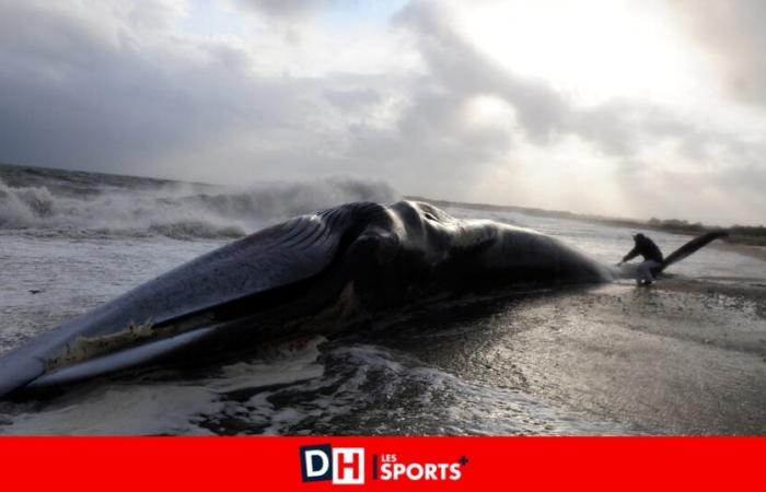 Ile de Ré: una balena spiaggiata probabilmente vittima del sonar militare