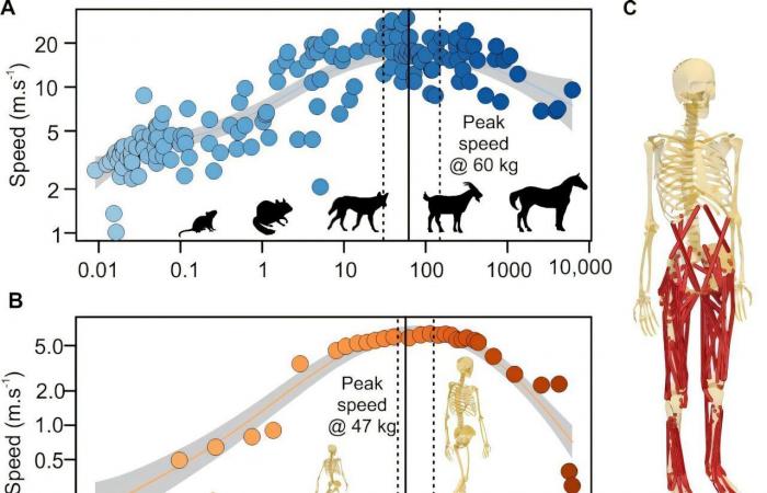 Gli esseri umani hanno altezza e peso quasi ideali per raggiungere la massima velocità: i numeri ????‍♂️