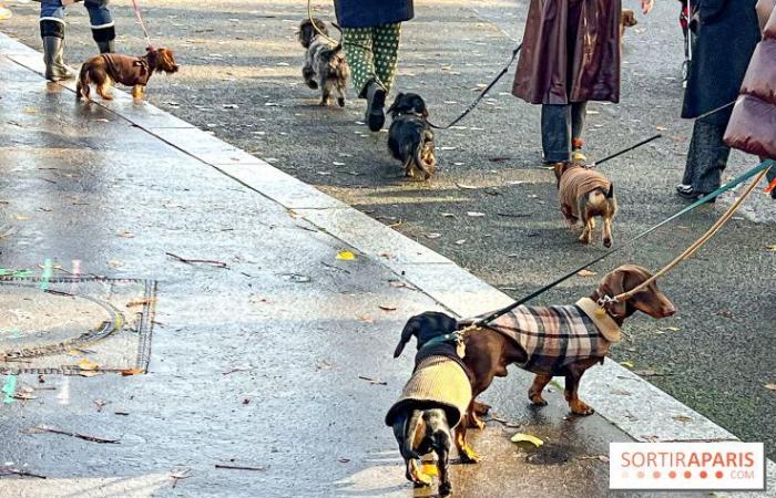 Paris Sausage Walk 2024: la passeggiata dei bassotti torna nella capitale questo fine settimana!