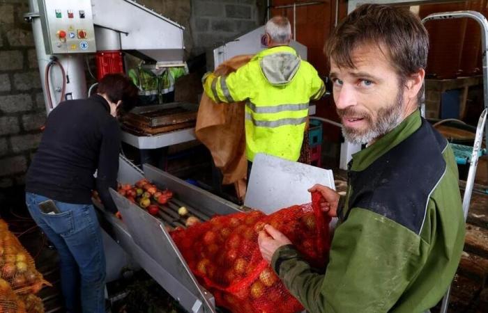 Nella Manica le sue mele dovrebbero dargli 5.000 litri di succo e 15.000 bottiglie di sidro