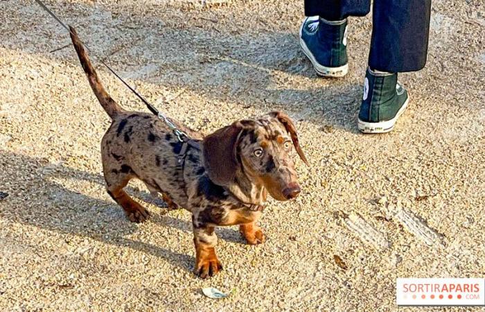 Paris Sausage Walk 2024: la passeggiata dei bassotti torna nella capitale questo fine settimana!