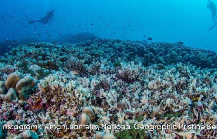 Il corallo più grande del mondo scoperto alle Isole Salomone: ecco le sue impressionanti immagini