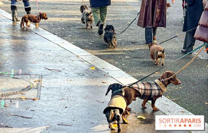 Paris Sausage Walk 2024: la passeggiata dei bassotti torna nella capitale questo fine settimana!