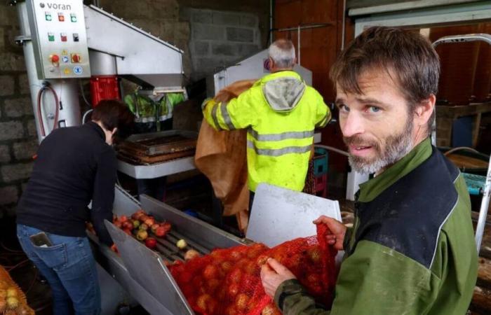 Nella Manica, le sue mele dovrebbero fornire 5.000 litri di succo e 15.000 bottiglie di sidro nel 2024