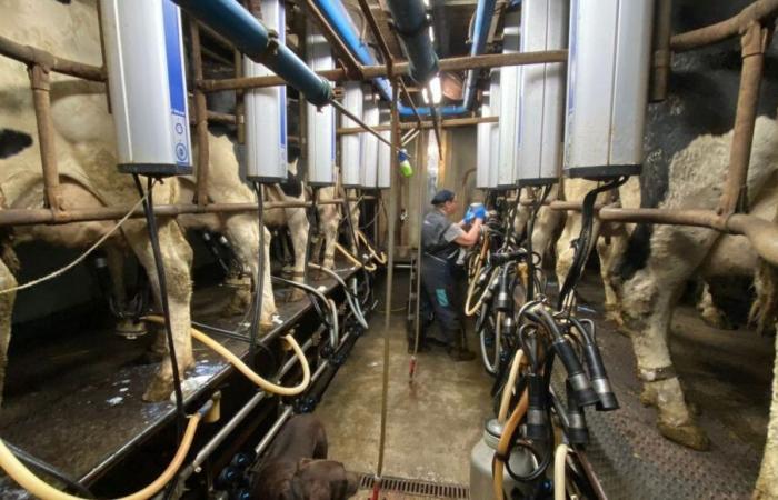 LIVE – France Bleu Normandie trascorre la mattinata alla fattoria La Vache de Louvicamp a Mesnil-Mauger