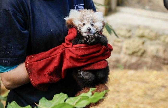 Vittima di un attacco di stress a causa dei fuochi d’artificio, questo cucciolo di panda rosso è morto in uno zoo