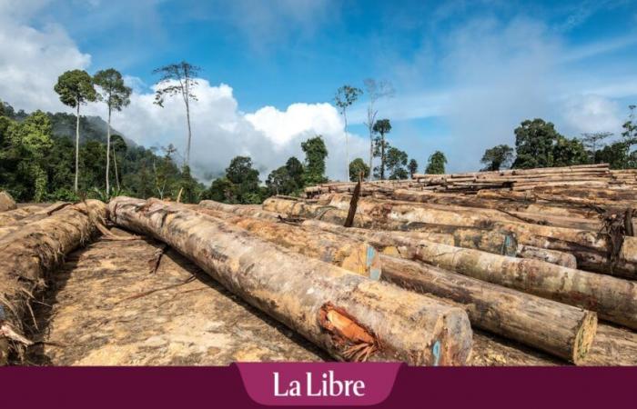 “Il cordone sanitario è morto”: un’alleanza di destra e estrema destra ottiene il rinvio della legge europea contro la deforestazione