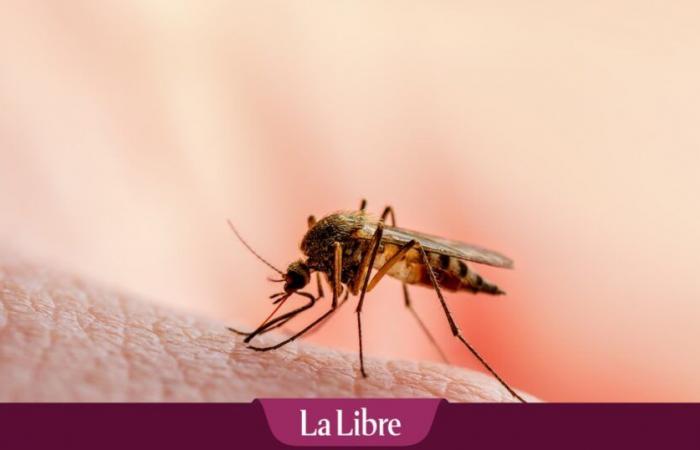 La Guadalupa è alle prese con un’epidemia di dengue