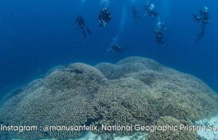 Il corallo più grande del mondo scoperto alle Isole Salomone: ecco le sue impressionanti immagini