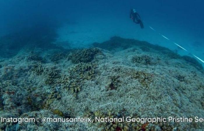 Il corallo più grande del mondo scoperto alle Isole Salomone: ecco le sue impressionanti immagini