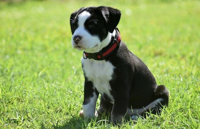 Savoia. Un'associazione per i diritti degli animali vuole vietare la fiera dei cuccioli di Chambéry