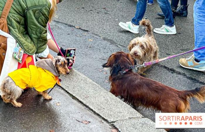 Paris Sausage Walk 2024: la passeggiata dei bassotti torna nella capitale questo fine settimana!