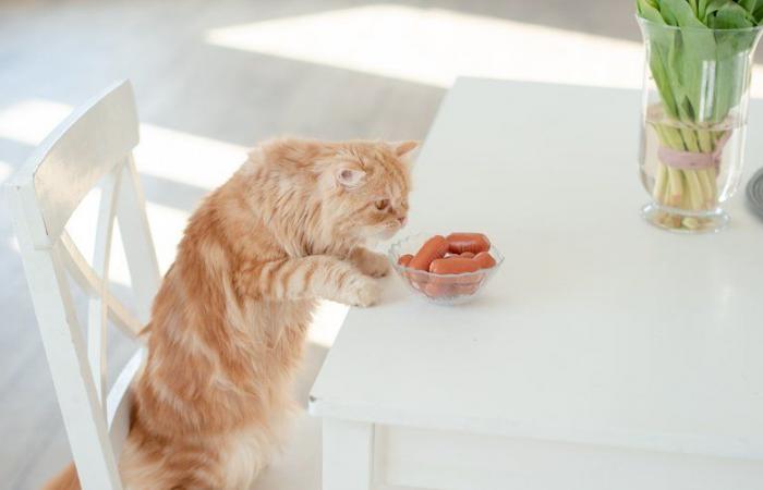 Arrabbiato dopo che il gatto è salito sul tavolo da pranzo, ordina a sua figlia di mangiare con l'animale fuori e miagolare