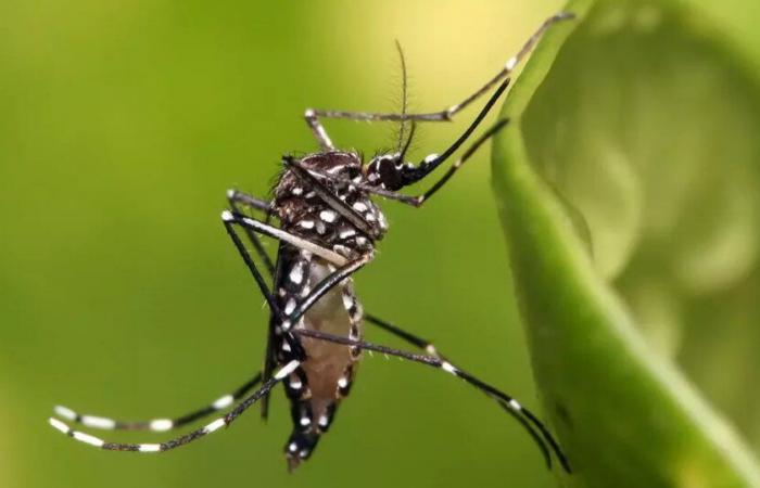 Epidemia di dengue dichiarata in Guadalupa con sierotipo raro che potrebbe causare un numero elevato di casi