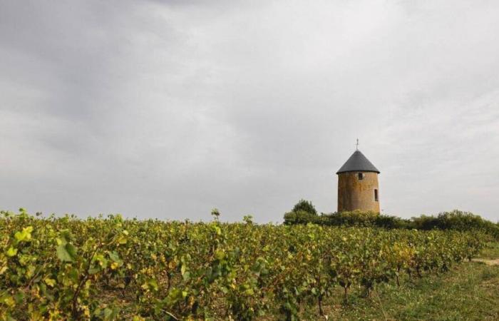 MAPPA. Muscadet, attraverso queste dieci aziende vinicole della Loira Atlantica