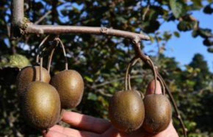 Kiwi dal buon gusto del Vaucluse