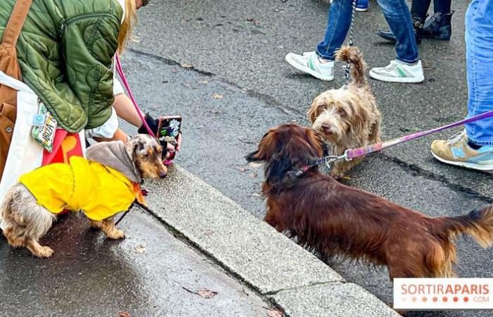 Paris Sausage Walk 2024: la passeggiata dei bassotti torna nella capitale questo fine settimana!